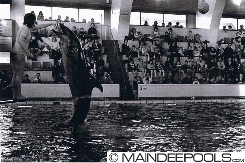 The Maindee Dolphins